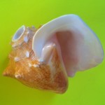 conch shell trumpet